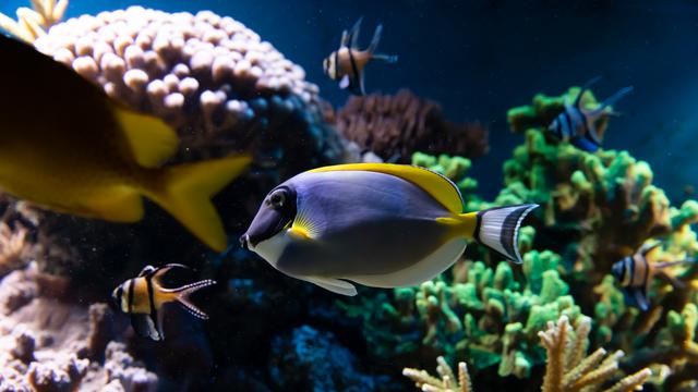 Tidak Ada Ikan Pemakan Lumut