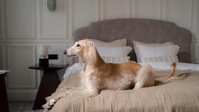 Afghan Hound