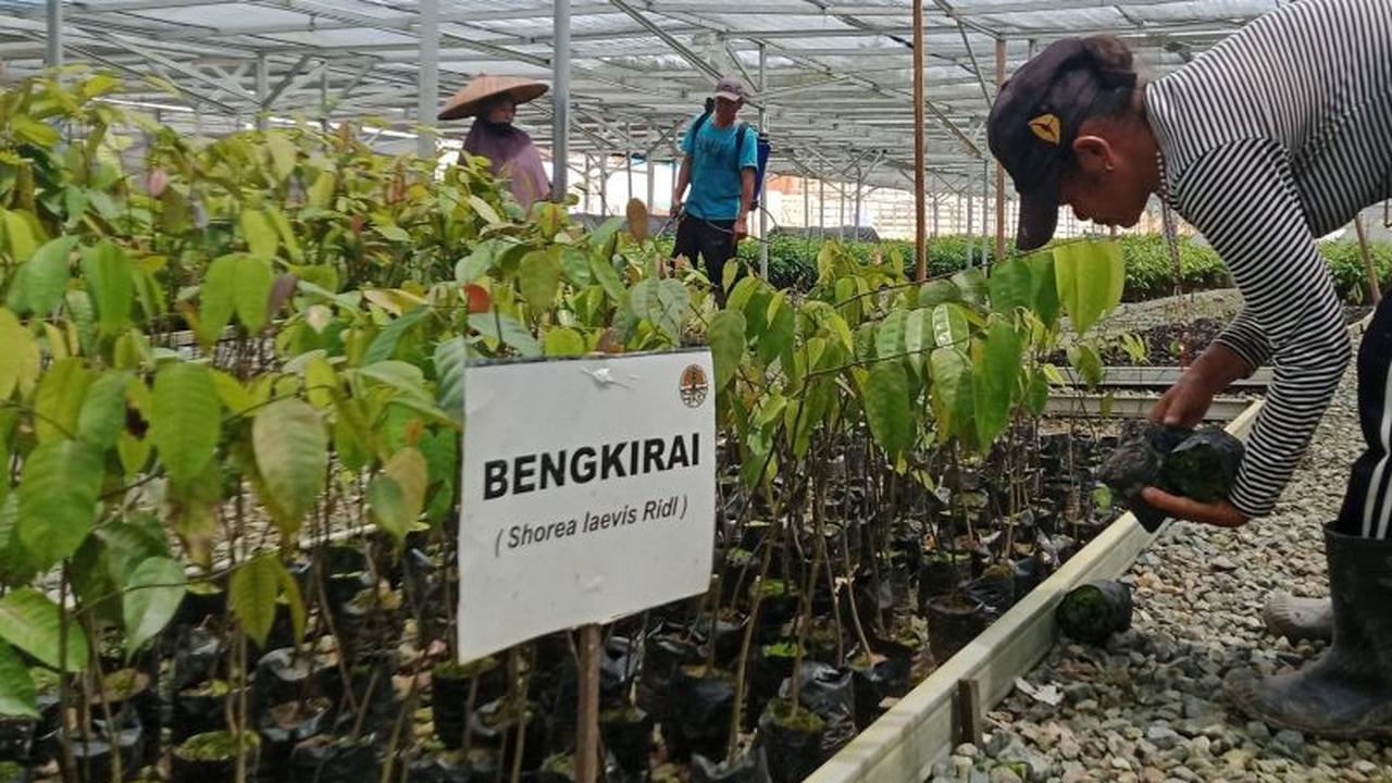 Otorita IKN Targetkan 164.000 Hektare Kawasan Lindung, Wujudkan Hutan Hujan Tropis Nusantara