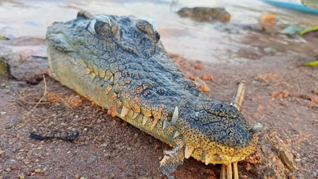 Warga Heboh Temukan Kepala Buaya Tanpa Tubuh, Diduga Dimakan Manusia