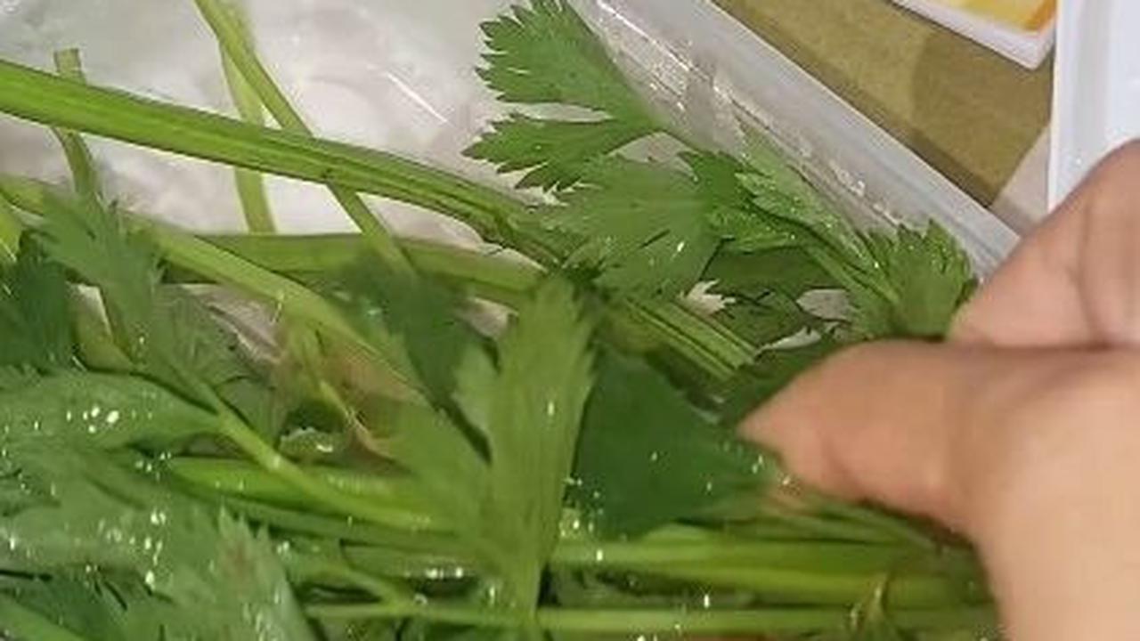 Seledri Tetap Segar Hingga Sebulan