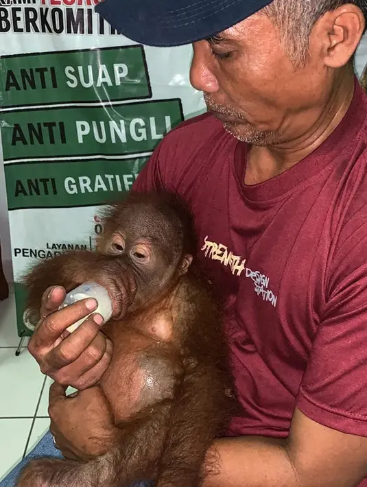 Orangutan saat diberi susu usai diselamatkan dari upaya penyelundupan warga negara Rusia Andrei Zhestkov di Bandara Internasional Ngurah Rai, Bali (23/3). Dari keterangan pelaku, ia membeli anak orangutan jantan ini  di Jawa seharga 300 dolar USA. (AFP Photo/Badan Konservasi Sumber Daya Alam Bali)
