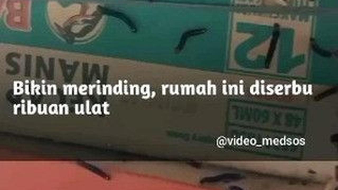 Bikin Merinding! Ribuan Ulat Bulu Serbu Rumah Warga