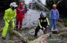 Penanganan Cepat Pohon Tumbang Puncak, Jalur Cipanas Sempat Terputus