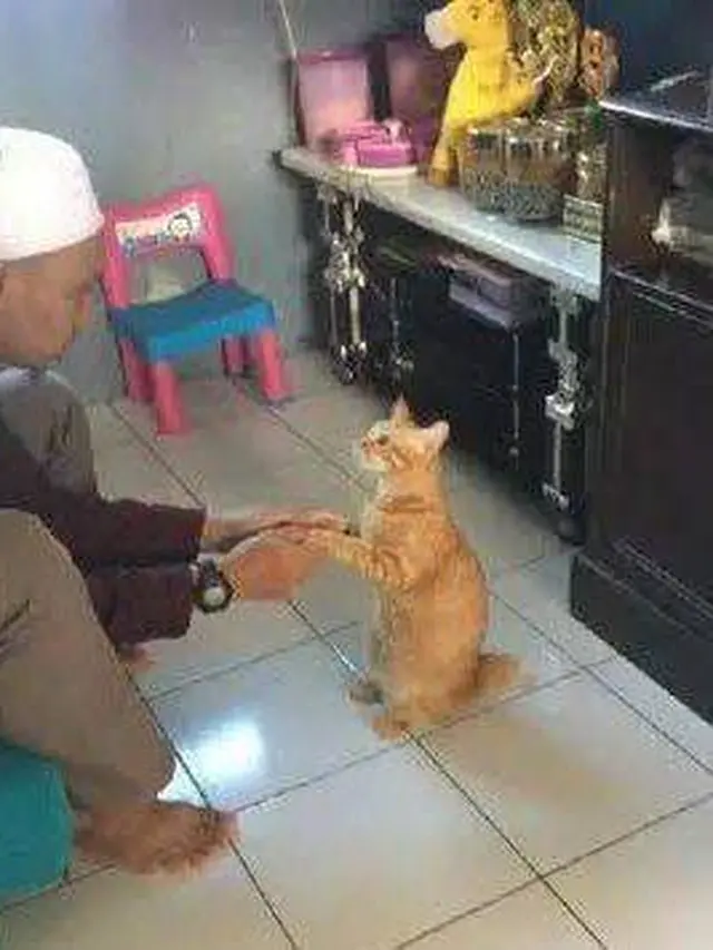 10 Potret Lucu Kucing Ikut Rayakan Lebaran, Sungkem dengan Donatur