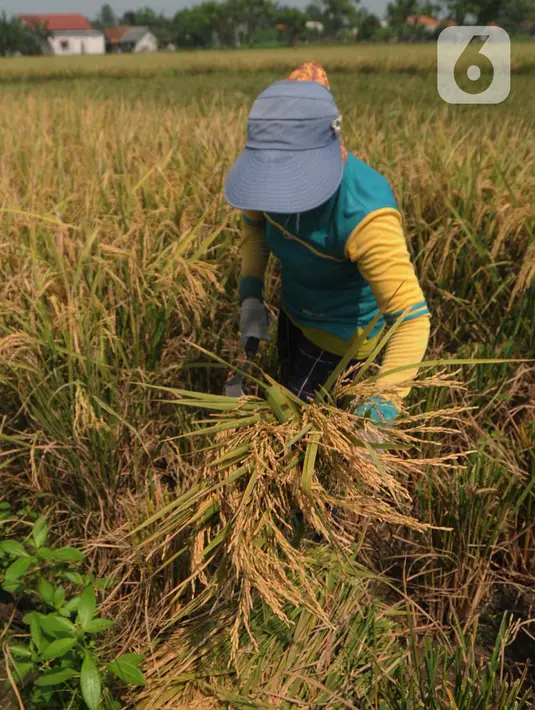 Kebijakan kenaikan HPP GKP ini tertuang dalam Keputusan Kepala Badan Pangan Nasional Republik Indonesia Nomor 167 Tahun 2024 tentang Fleksibilitas Harga Pembelian Gabah dan Beras Dalam Rangka Penyelenggaraan Cadangan Beras Pemerintah. (merdeka.com/Imam Buhori)
