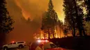 Api membakar pepohonan di  89 utara Greenville di Plumas County, California, Selasa (3/8/2021). Kondisi kering dan berangin telah menyebabkan peningkatan aktivitas kebakaran saat petugas pemadam kebakaran memerangi kobaran api yang berkobar pada 14 Juli. (AP Photo/Noah Berger)