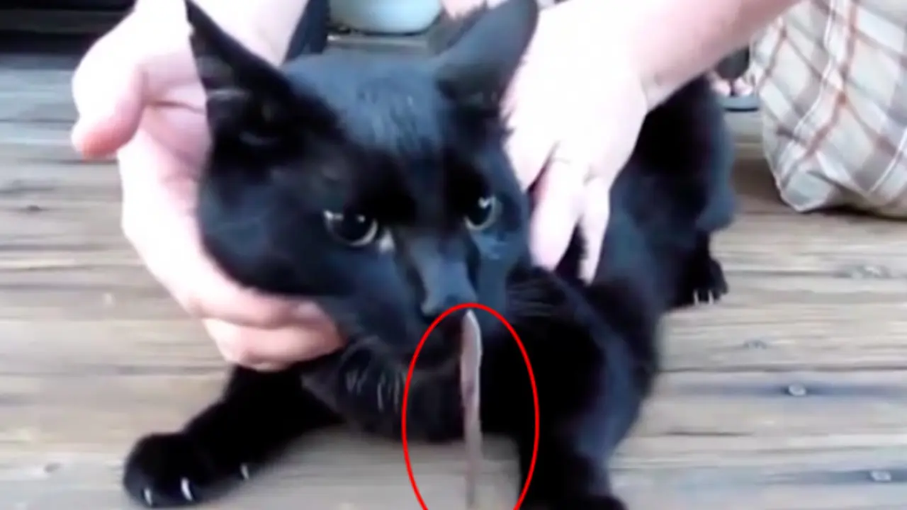 Kucing