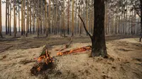 Sekitar 53.000 hektar hutan terbakar akibat bencana kebakaran di kota Waroona, Australia Barat, Kamis (7/1/2016). Dalam 24 jam setidaknya bencana tersebut telah menghancurkan sepertiga kota. (AFP PHOTO/DEPARTMENT OF FIRE AND EMERGENCY SERVICE)