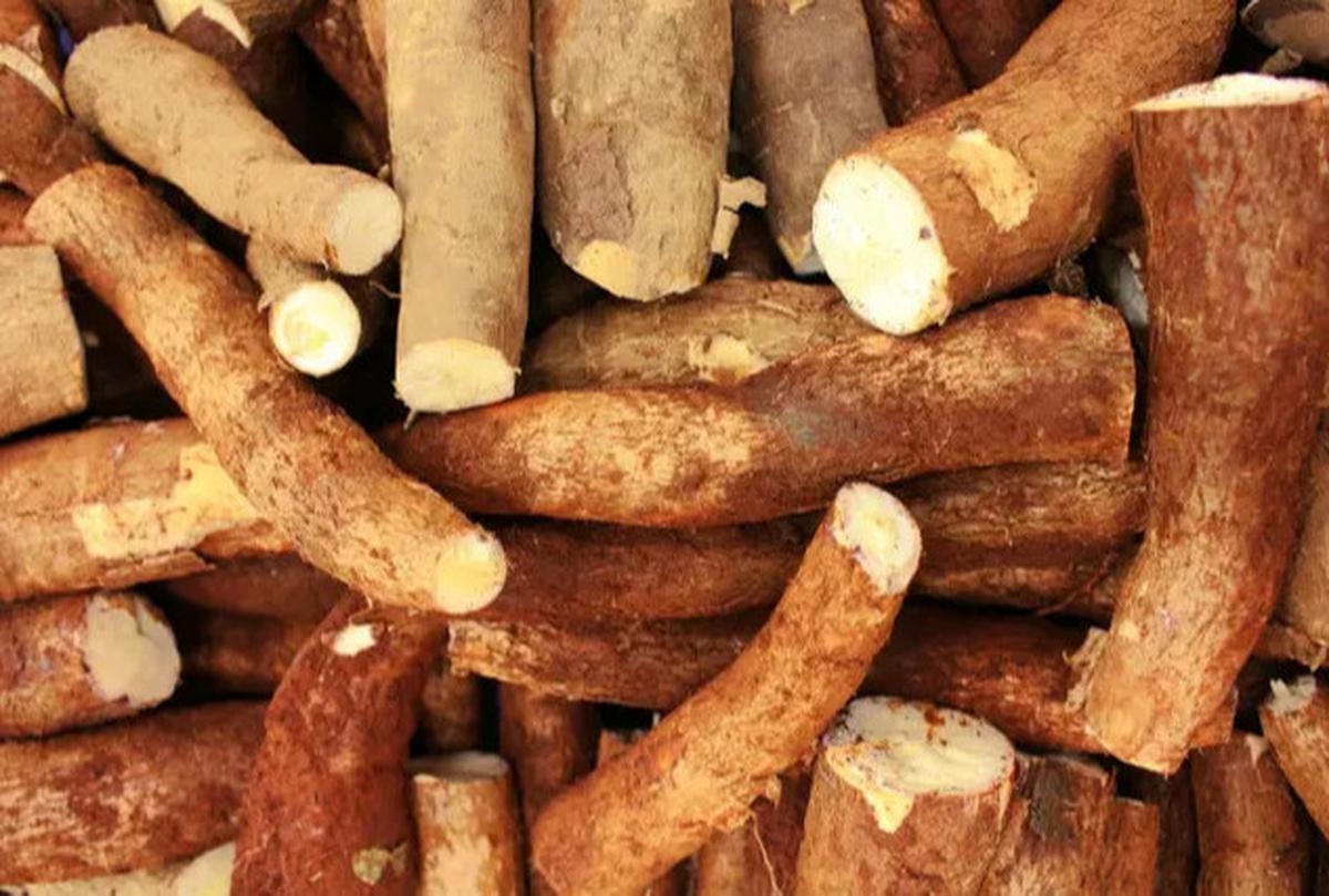 Rahasia Singkong Goreng Renyah dan Empuk yang Jarang Diketahui