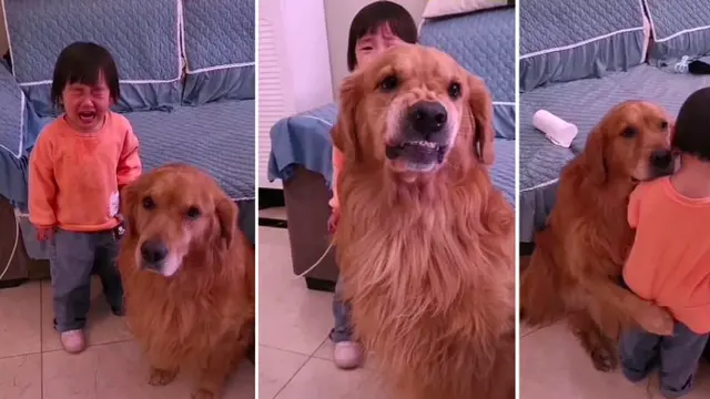 Bocah Menangis Dimarahi Ibunya, Anjing Ini Malah Marahi Pemiliknya