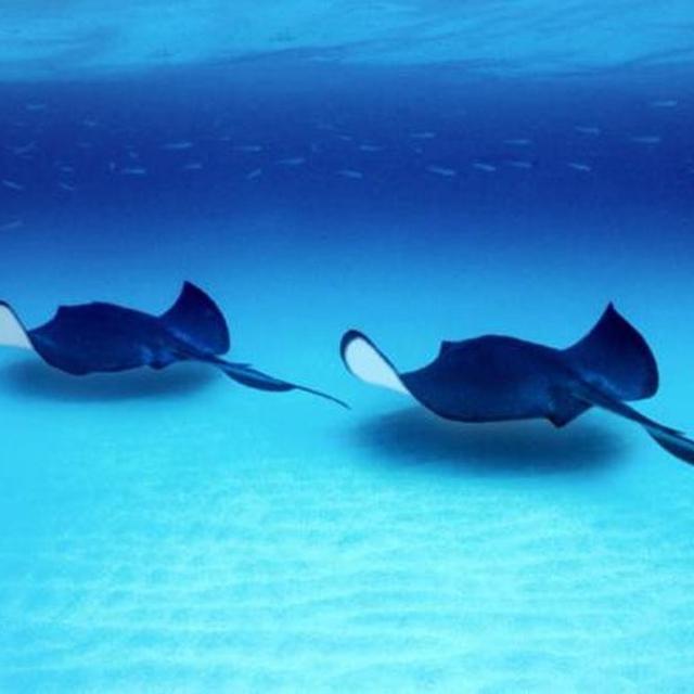 Bahaya Sengatan Ikan Pari Ternyata Bisa Mematikan Lifestyle