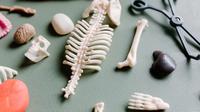 Ilustrasi tulang. Foto oleh Tara Winstead dari Pexels