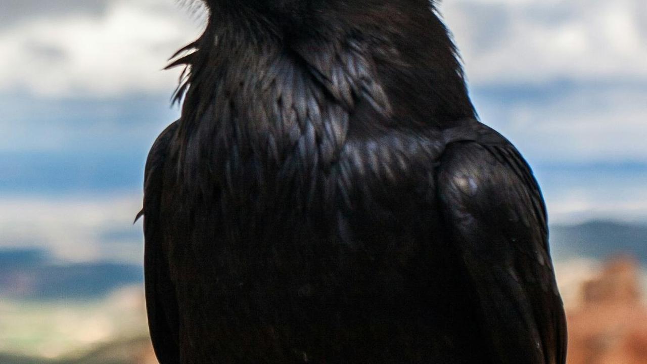 <b>Fakta Tentang Burung Gagak</b>