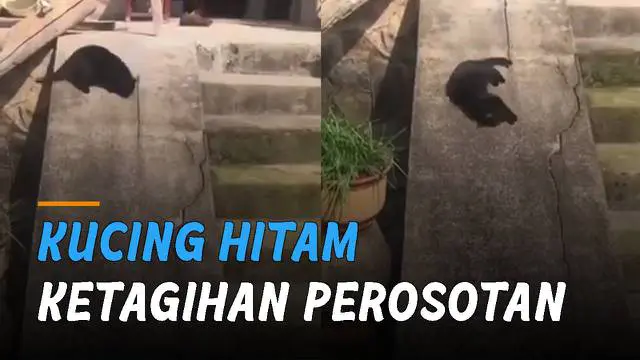 Bikin gemas aksi seekor kucing hitam ini yang ketagihan main perosotan.