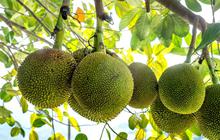 Tips Mengolah Buah Sukun untuk Penderita Diabetes, Pilihan Makanan Aman dan Sehat