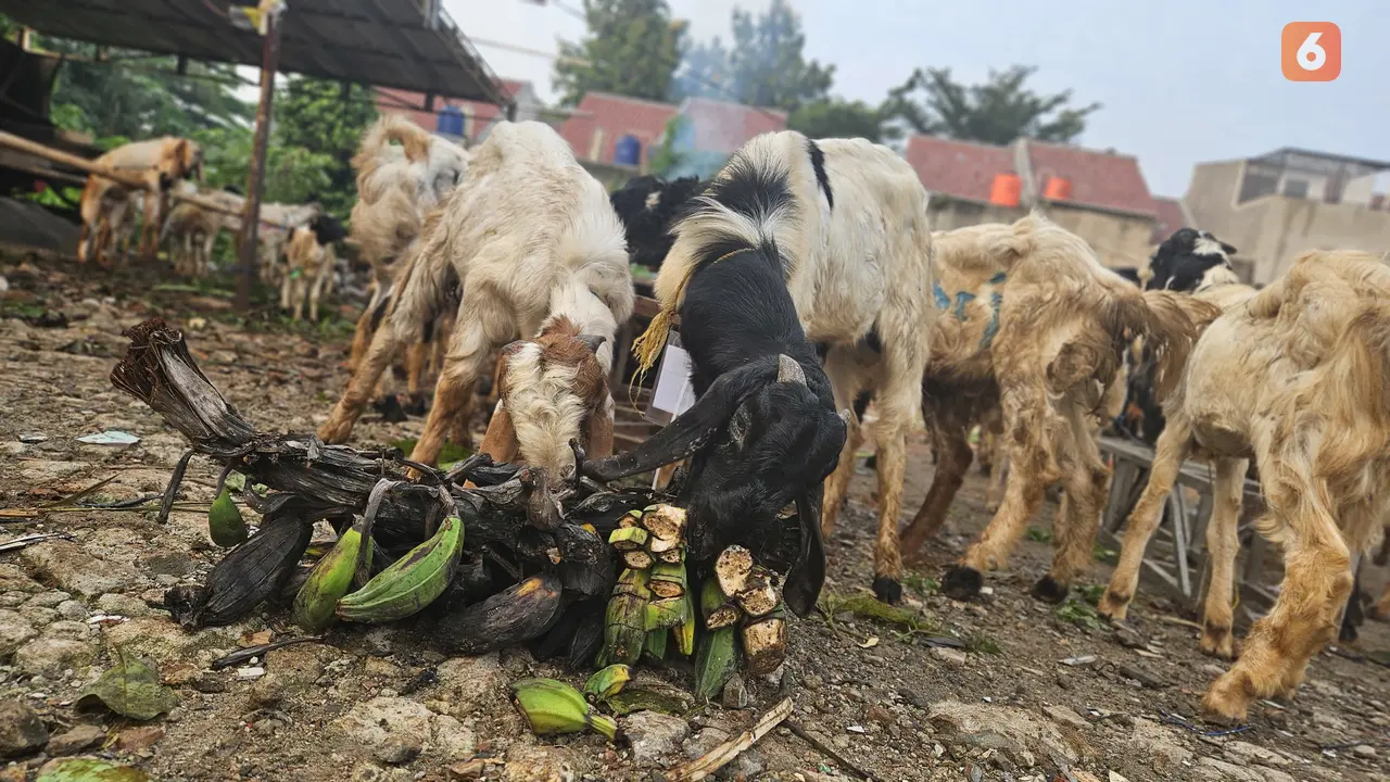 Ilustrasi Hewan Kurban, Idul Adha, Daging Kurban, Kambing (Foto: Aditya Eka Prawira/Liputan6.com)