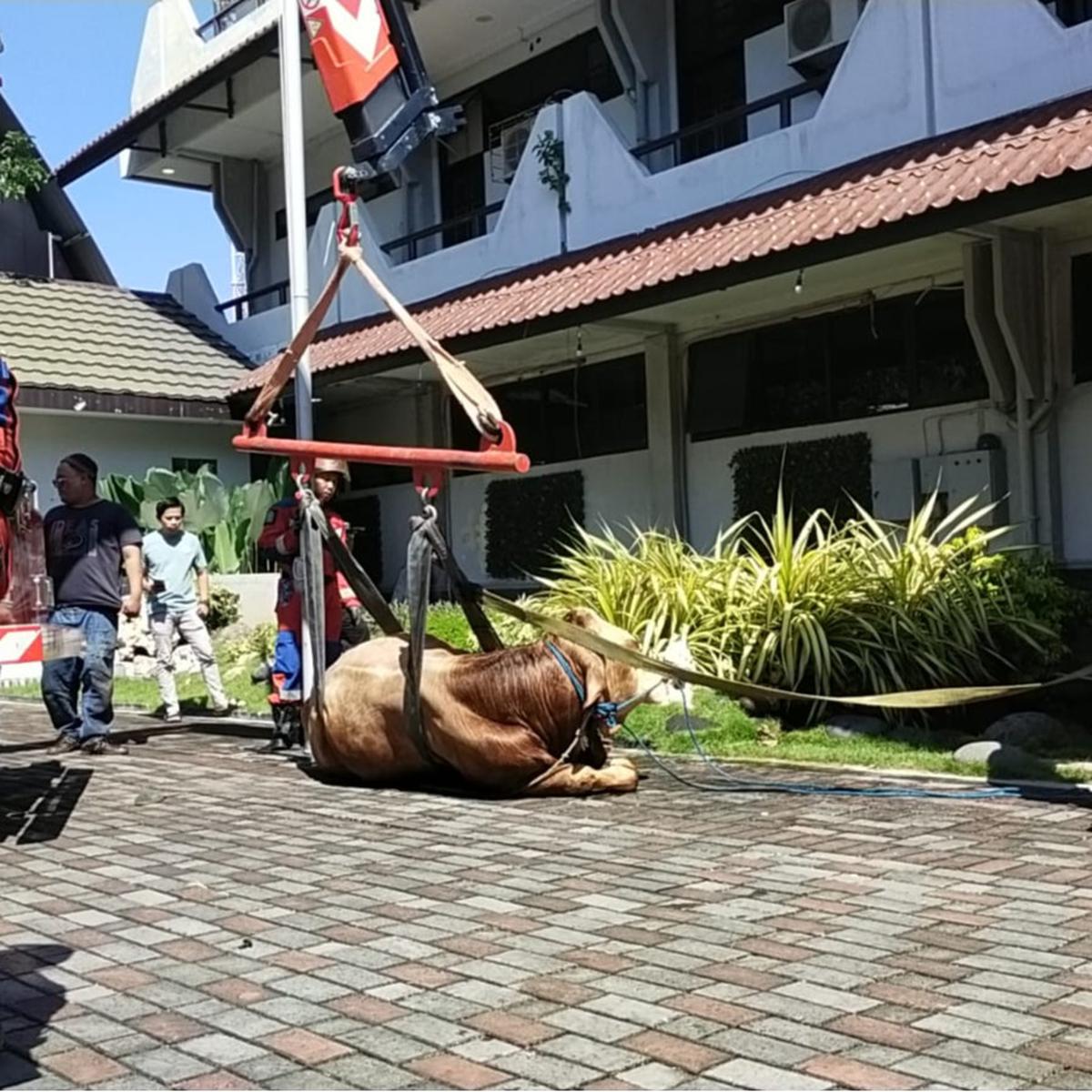 sapi kabur