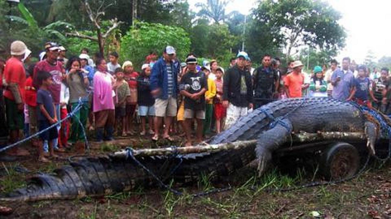 Buaya terbesar sejagat mati