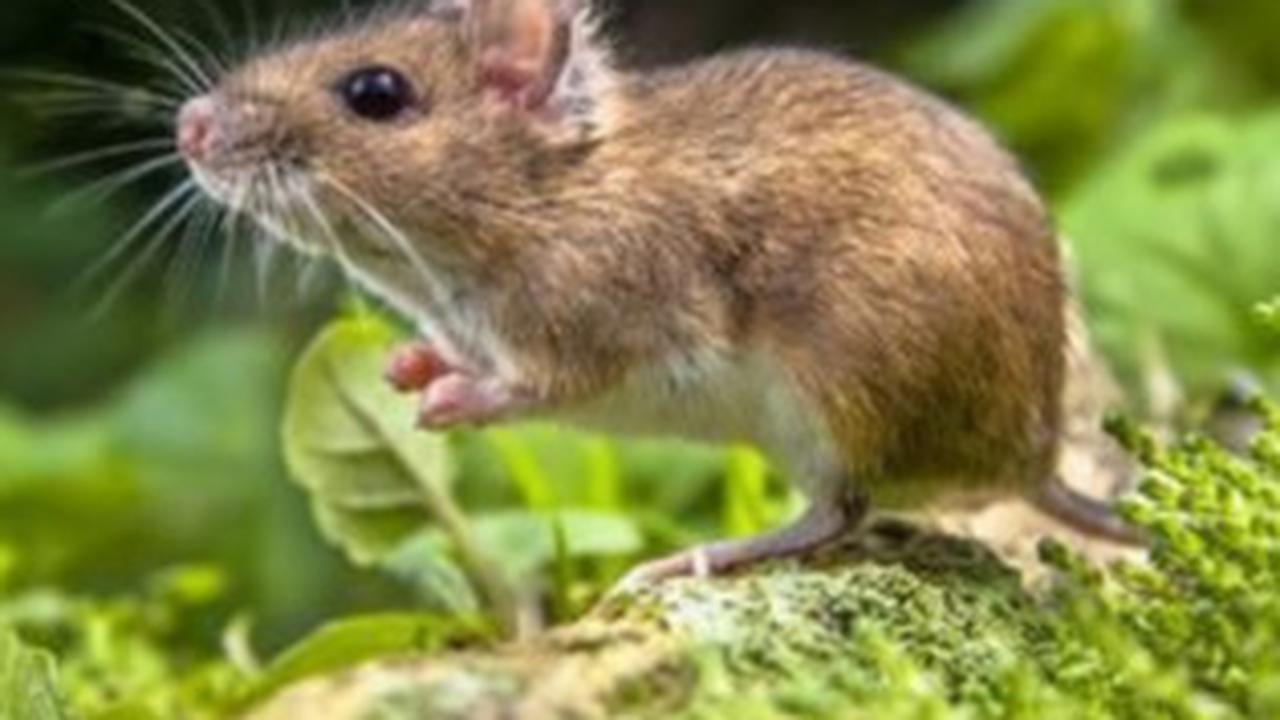 Tikus Pohon Mampu Tidur Selama 16 Jam