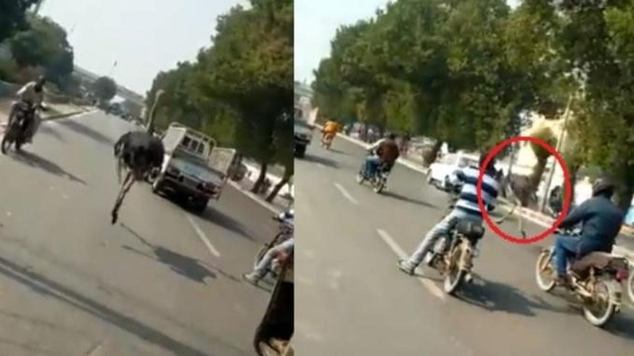 Burung Unta Kabur dan Asyik Berlarian di Jalan Raya, Bikin Warga Geger