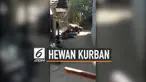 Seekor kerbau kurban mengamuk ketika akan dipotong, kerbau mengamuk melukai 4 warga dan merusak beberapa motor. Polisi terpaksa menembak kerbau untuk melumpuhkannya.