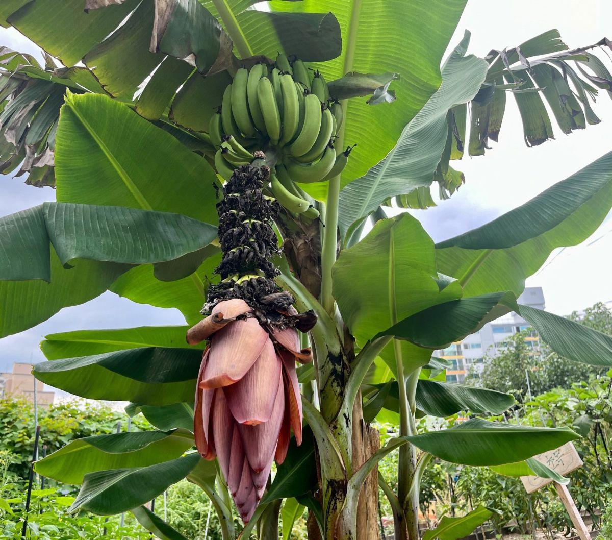 Pohon pisang yang mulai berbuah menjadi pertanda buruk sekaligus gambaran terhadap pemanasan global yang mendera Korea Selatan.&nbsp;