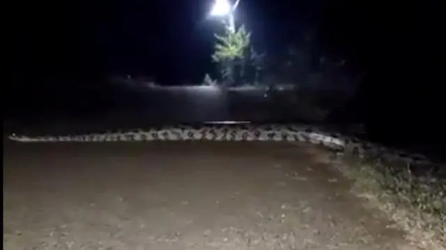 Ular Piton Membentang di Jalan