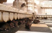 7 Langkah Efektif Cegah Tikus Masuk ke Tangki Air agar Pipa Saluran Tetap Bersih dan Aman