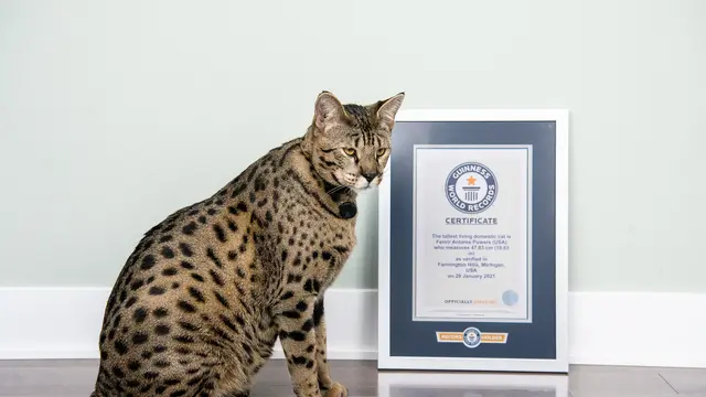 Kucing Tertinggi