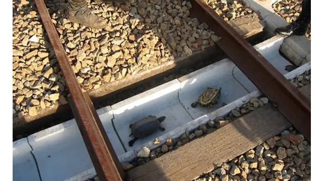 Sebelum ada terowongan ini, kura-kura tersebut kerap kali mati akibat tertabrak oleh kereta yang sedang melintas kencang. Bahkan tak jarang dari mereka yang terjebak, pada jalur perpindahan antara rel yang satu dengan rel lainnya.