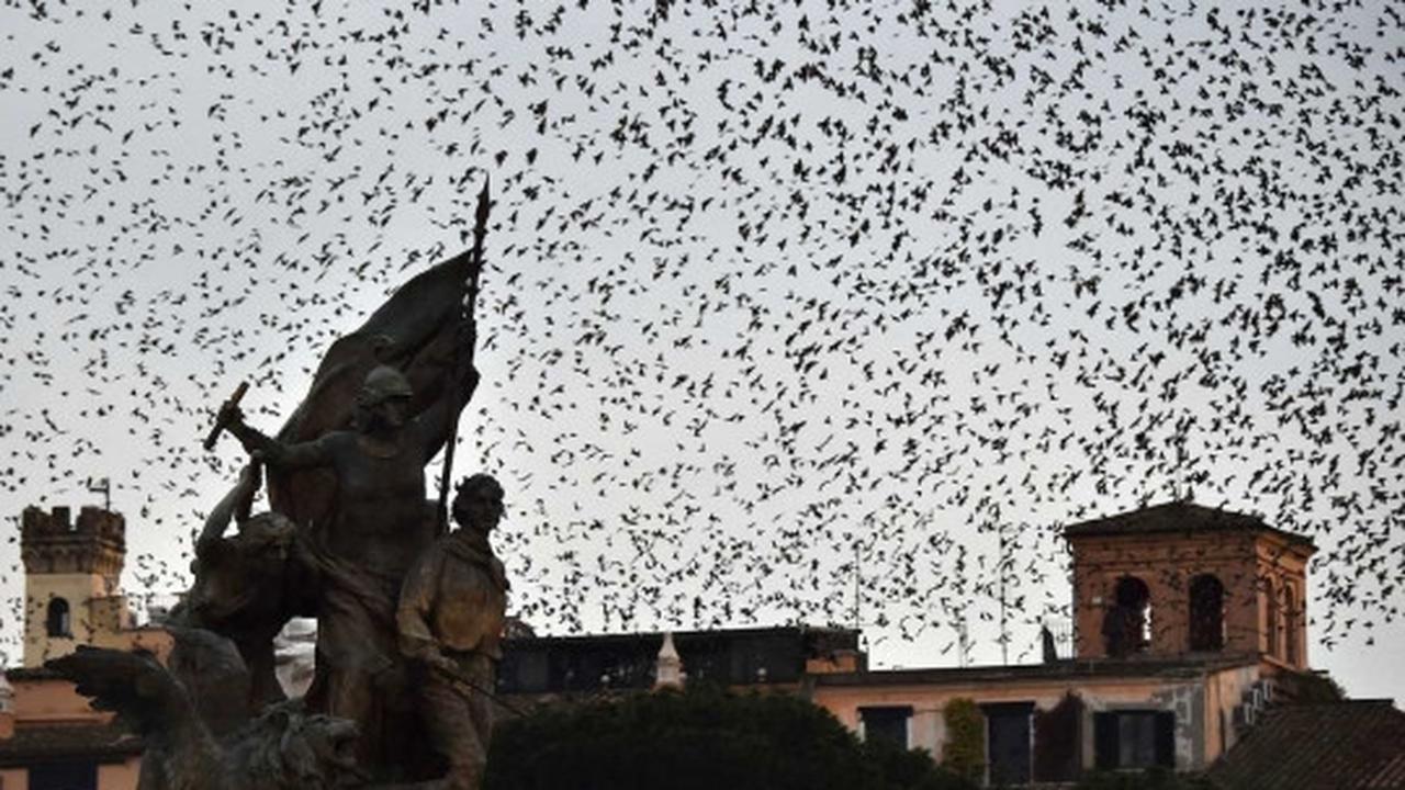 Fenomena jutaan burung jalak bermigrasi lintasi langit Eropa