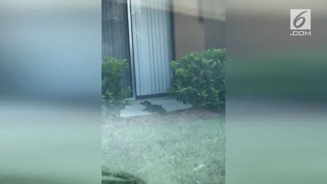 
Seekor bayi buaya berkeliaran dan mencoba masuk ke sebuah apartemen. Momen ini direkam oleh warga sekitar di Tampa, Florida.