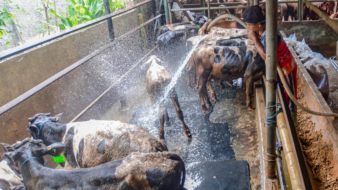FOTO: Pemeriksaan Hewan Kurban Diperketat Jelang Idul Adha 1447 H