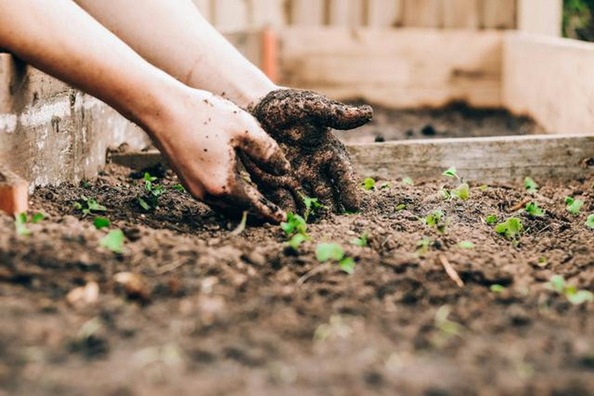 6 Tips agar Tanaman Cabai Terus Tumbuh Subur setelah Panen Pertama