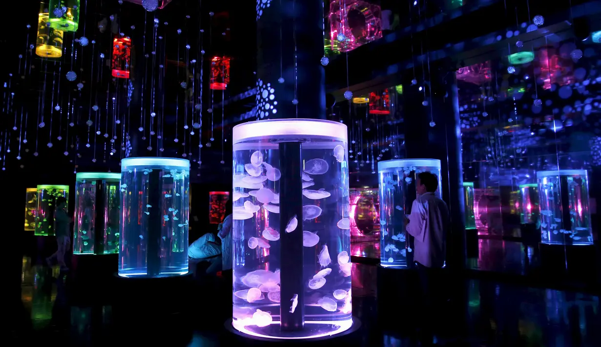 Pengunjung melihat Kawanan ubur-ubur di dalam akuarium Epson Aqua Park Shinagawa, Tokyo, Jepang (6/7/2015). Terdapat Ubur-ubur dengan berbagai bentuk saat pembukaan Epson Aqua Park Shinagawa. (REUTERS/Toru Hanai)
