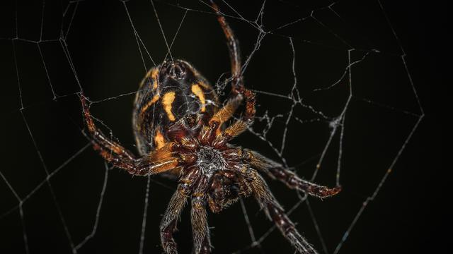 7 Arti Mimpi Laba-Laba, Punya Makna Negatif Tentang Kehidupan