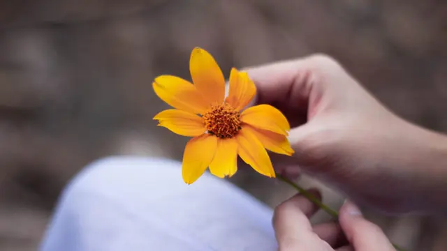 7 Jenis Bunga Cantik yang Bisa Dimakan