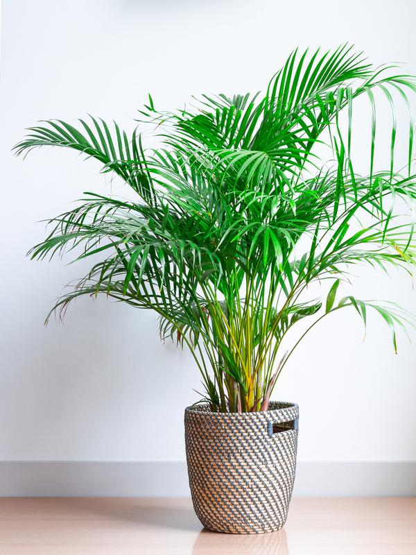 ilustrasi Areca Palm (sumber; iStockphoto)