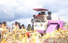 Fantastis, Polda Kalsel Panen Jagung 162 Ton dari 40,5 Hektare Lahan, Dukung Ketahanan Pangan Nasional!