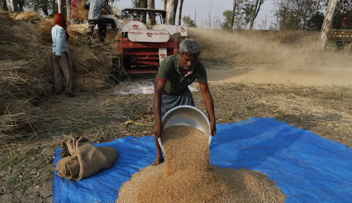 Petani India memanen tanaman gandum di desa Ganeshpur, di distrik Sonbhadra, negara bagian Uttar Pradesh, India, Minggu (11/4/2021).  India kemungkinan akan memanen rekor 109,24 juta ton gandum tahun ini, kata kementerian pertanian. (AP Photo/Rajesh Kumar Singh)