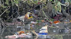 Burung residen Blekok Sawah (Ardeola speciosa) terlihat di kawasan Hutan Lindung Angke Kapuk, Jakarta, Sabtu (11/5/2019). Kegiatan dalam rangka Hari Burung Migrasi Sedunia tersebut mengangkat tema Lindungi Burung: Jadi Solusi Terhadap Polusi Plastik. (Liputan6.com/Herman Zakharia)