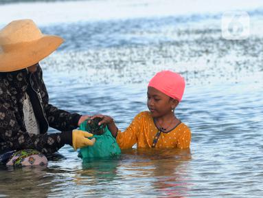 Warga Desa Adat Peminge mengumpulkan lepasan rumput laut di kawasan Pantai Geger Mulya, Nusa Dua, Bali, Selasa (3/5/2022). Dalam sehari, belasan warga mampu mengumpulkan sekitar 5 hingga 20 kg rumput laut basah yang jatuh karena gelombang laut. (merdeka.com/Arie Basuki)