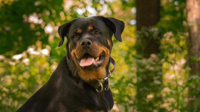 Rottweiler