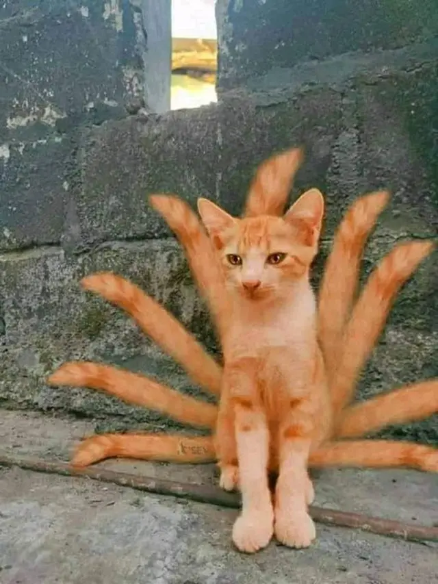 6 Potret Kucing Berdandan Bak Karakter Anime Naruto, Bikin Gemas