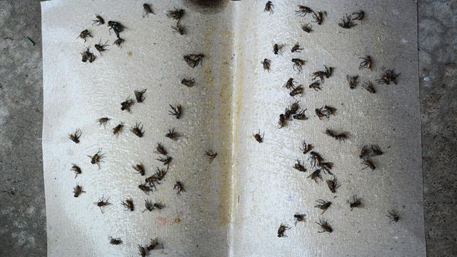 Cara Mengusir Lalat di Rumah