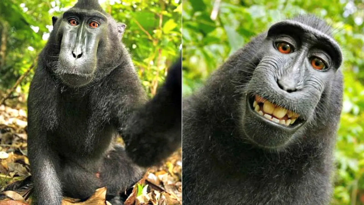 Monyet Ini Memiliki Hak Cipta Foto Selfie