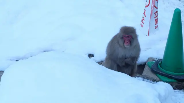 Snow Monkey Park