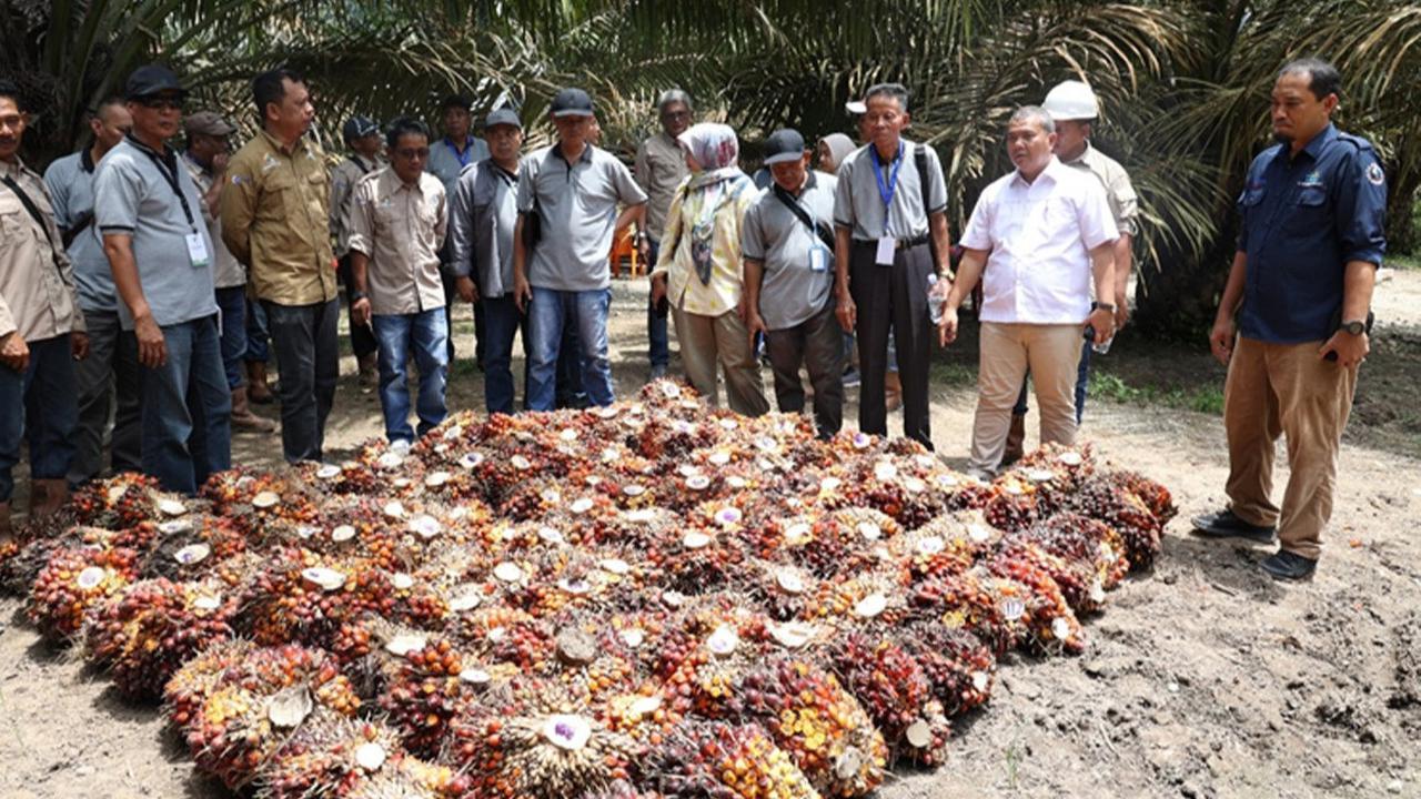 Pengusaha Sawit Minta Pemerintah Utamakan Ekspor ketimbang Program Biodiesel