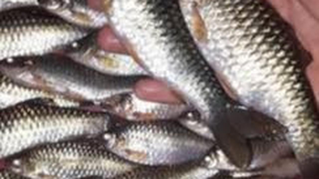 Ikan Wader Cangkul